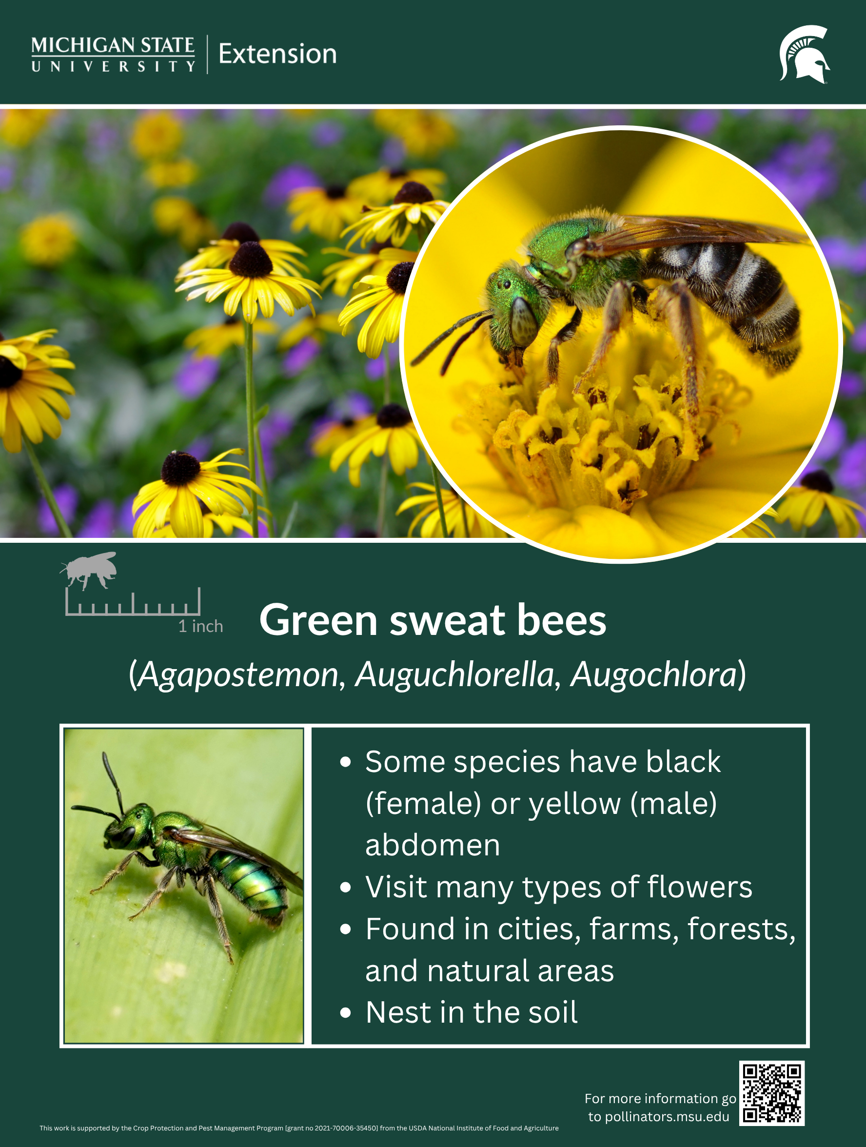 Green Sweat Bees.png